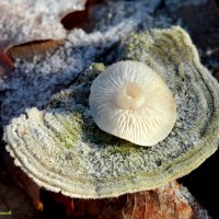 В поисках зимних грибов..:-) :: Андрей Заломленков