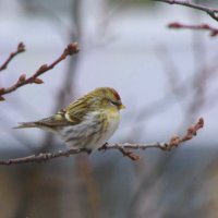 А, потом вскоре чечётки, стайка... :: Юрий Куликов