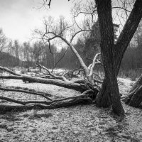 Старое дерево. :: Николай Галкин 
