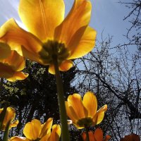 Тюльпаны весной: свой ракурс. :: Игорь Олегович Кравченко