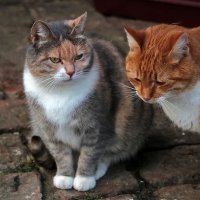Монастырские коты :: Светлана 