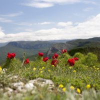 А на Лысой горе, там пионы цветут... :: Светлана Тихонина