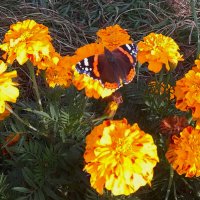 Бабочка на цветке бархатца. :: сергей 