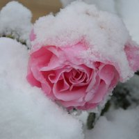 "А в ноябре цветы укрыты шапкой снега, и всё равно роскошны и нежны ..." :: Надежда Куркина