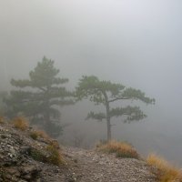 Туман :: Алёна Годунова