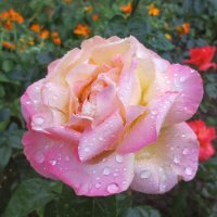 Роза после дождя :: Эля Юрасова