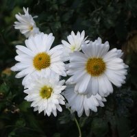 Цветы в ноябре - Хризантема :: Рита Симонова