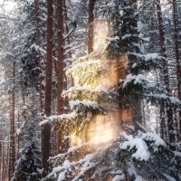 Снегопад :: Елена Соколова