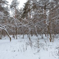 Зимний пейзаж :: Александр Синдерёв