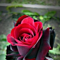 роза "Чёрный принц"(* розы;*чёрные) :: Stanislav Zanegin
