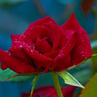 Роза и  капли дождя :: Валентин Семчишин