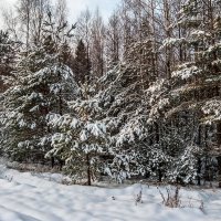 В зимнем лесу :: Валерий Иванович