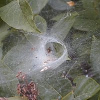Сеть паука :: Giant Tao /