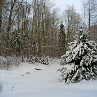 Зима в лесу. :: Лия ☼
