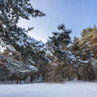 В снегу :: Александр Синдерёв