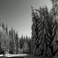 В зимний лес :: Юрий. Шмаков