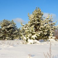 Ёлочки на пригорочке :: Андрей Снегерёв