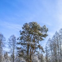 Зимние деревья :: Сергей Цветков