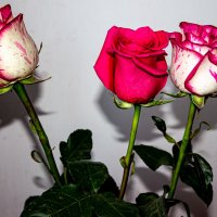 Розы :: Светлана SvetNika17