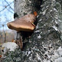 Старый гриб - житель берёзы (*надБерёзовик) :: Stanislav Zanegin