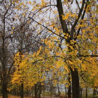 Осень в парке :: M Marikfoto