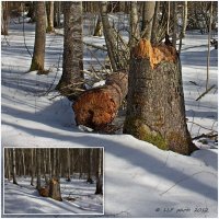 Зимний лес :: Liudmila LLF