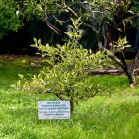 Сочи. Сад-музей “Дерево дружбы”. Весна 2023 года. :: Николай Николенко