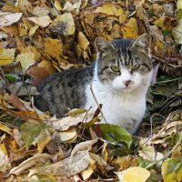 Осенний кот :: PRP 