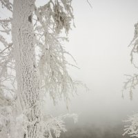 Дерево и туман :: Егор Камышов