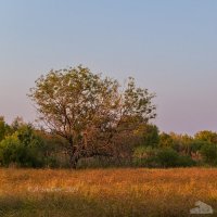 Вечерний пейзаж :: Александр Синдерёв