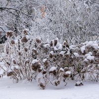 Зима :: Ирина Соловьёва