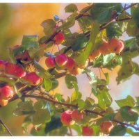 Райские яблочки :: Валентин Котляров