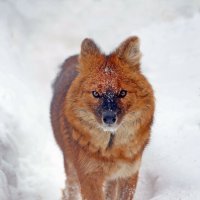 Красный волк :: Михаил Бибичков