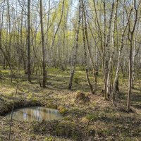 В весеннем лесу... :: Владимир Жданов