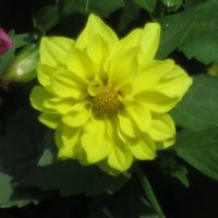Жёлтый цветок :: Дмитрий Никитин