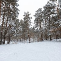 Зимний день :: Александр Синдерёв