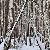 Зимний лес. :: Сергей Адигамов