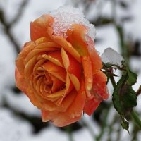 Роза из-под снега. :: Милешкин Владимир Алексеевич 