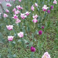 Фиолетовые тюльпаны :: Алиса Фадеева
