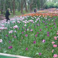 Разноцветные тюльпаны :: Алиса Фадеева
