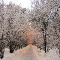 Утром на снежной аллее :: Андрей Снегерёв