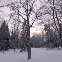Снег :: Сапсан 