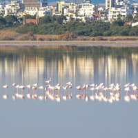 Солёное озеро в Ларнаке. Кипр. 17.12.23. :: Oleg4618 Шутченко