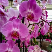 В царстве орхидей :: Любовь 