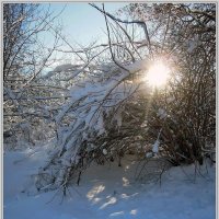 Снег и солнце. :: Владимир Попов