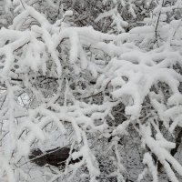 Снег 24 декабря :: Елена Семигина