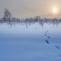 кто то ходил яблоки на снегу искать :: Александр Иванов