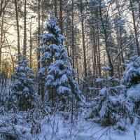 Деревья под снегом :: Сергей Цветков