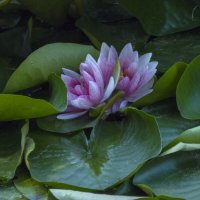 Розовая лилия,лето в ботаническом саду имени  Н В  Багрова :: Валентин Семчишин