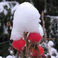 В снежной шапочке. :: Ольга 